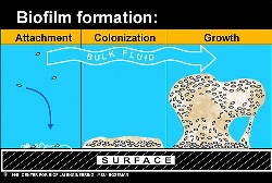 Biofilm