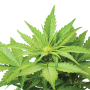 Cannabis